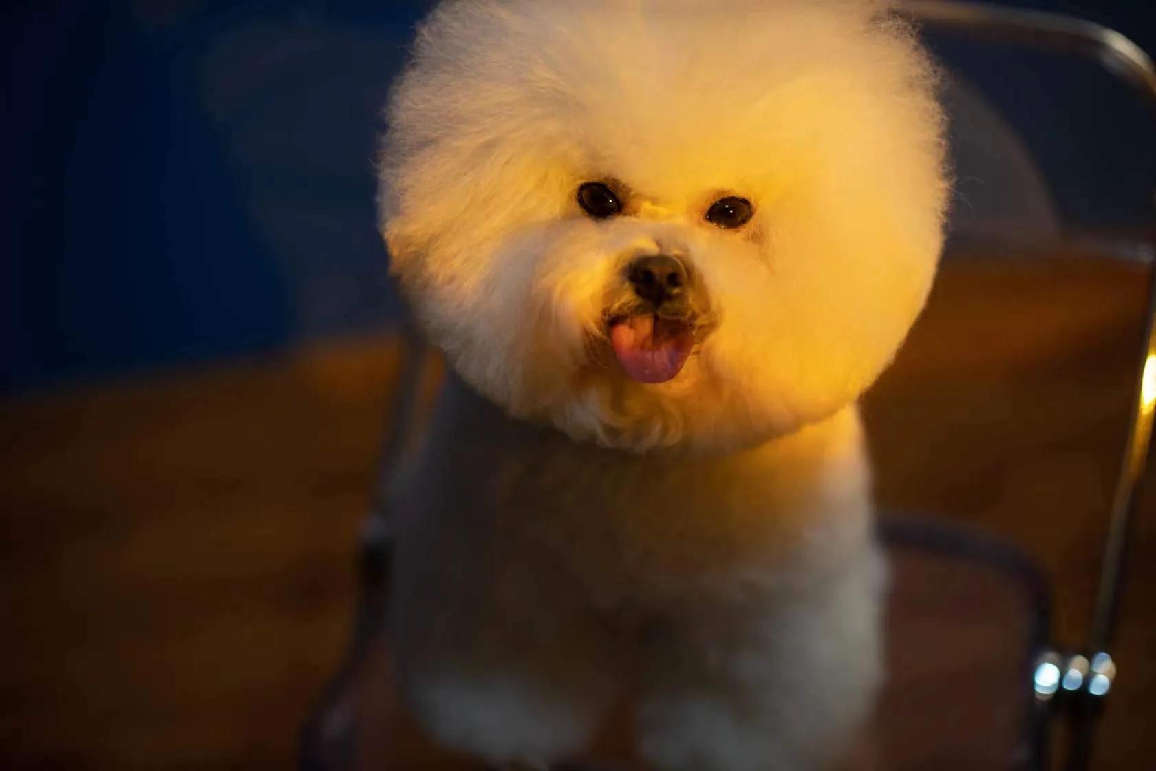 在犬舍一只精品比熊多少钱,比熊犬舍繁殖出售重庆