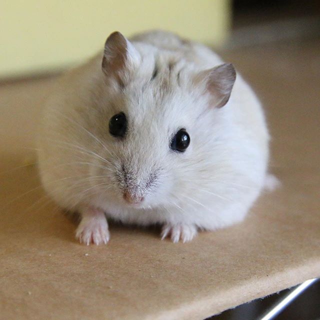 仓鼠向猫咪求饶,仓鼠向主人求救的征兆