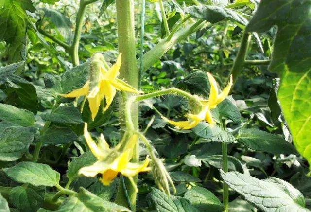番茄的种植技术番茄有哪些虫害,番茄栽培技术番茄病虫害防治视频