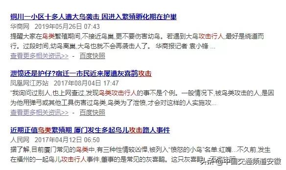 合肥发现的怪事,有一种黑鸟袭击人