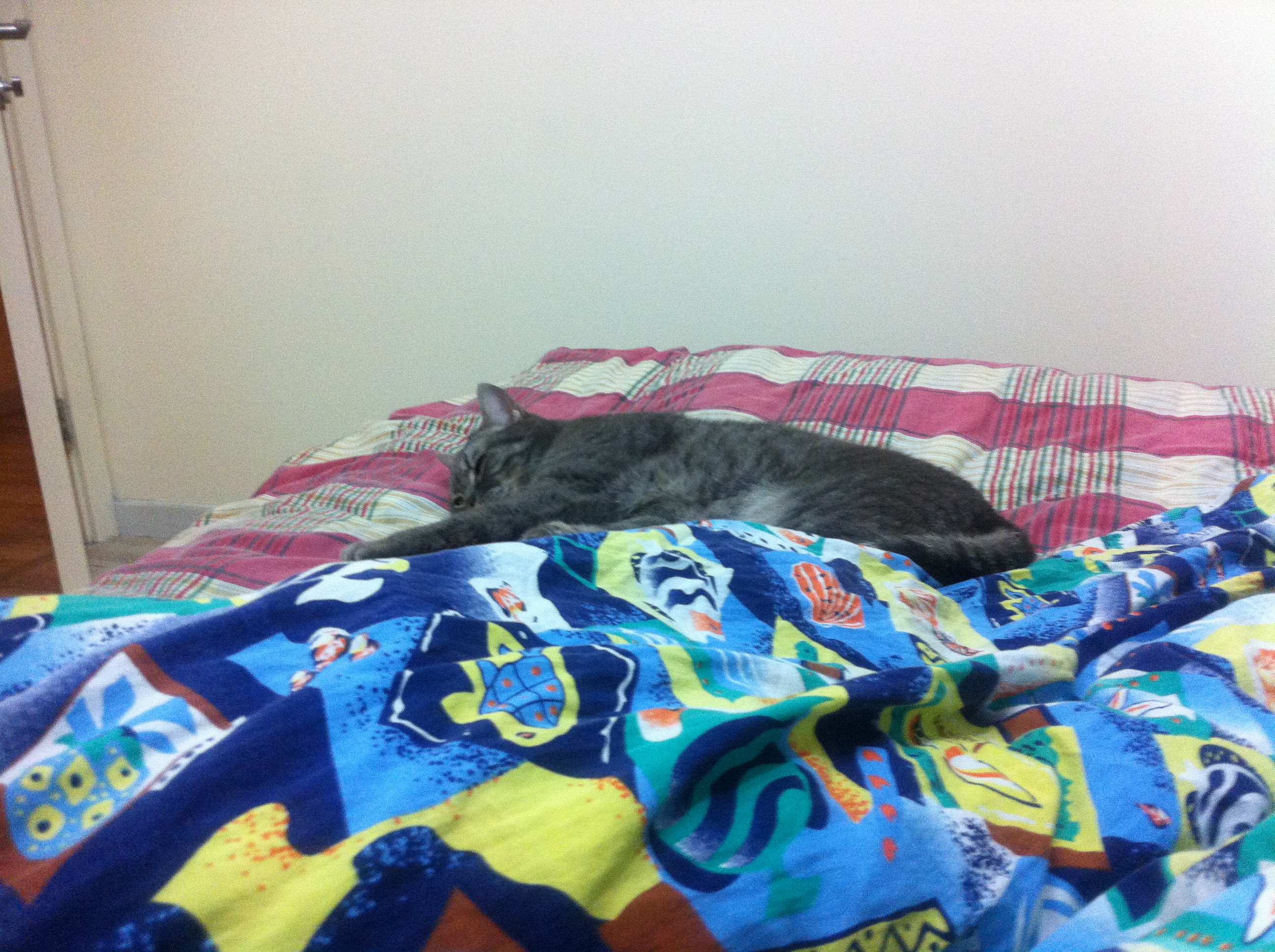 如何避免遇到黑中介,当你遇到黑社会你该怎么办