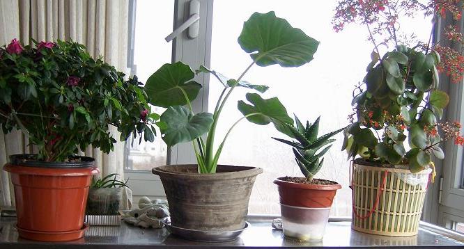 花上有蚜虫用什么办法灭虫,天热了打蚜虫用什么农药