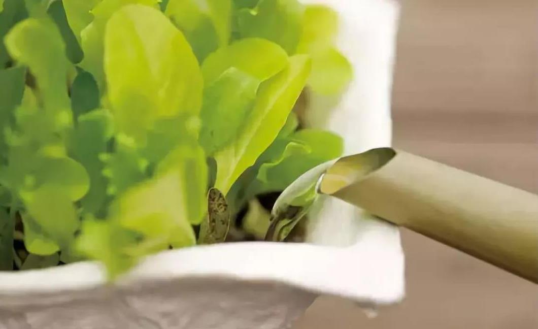 室内暖棚养花怎么养活,温度太高养花瘪了