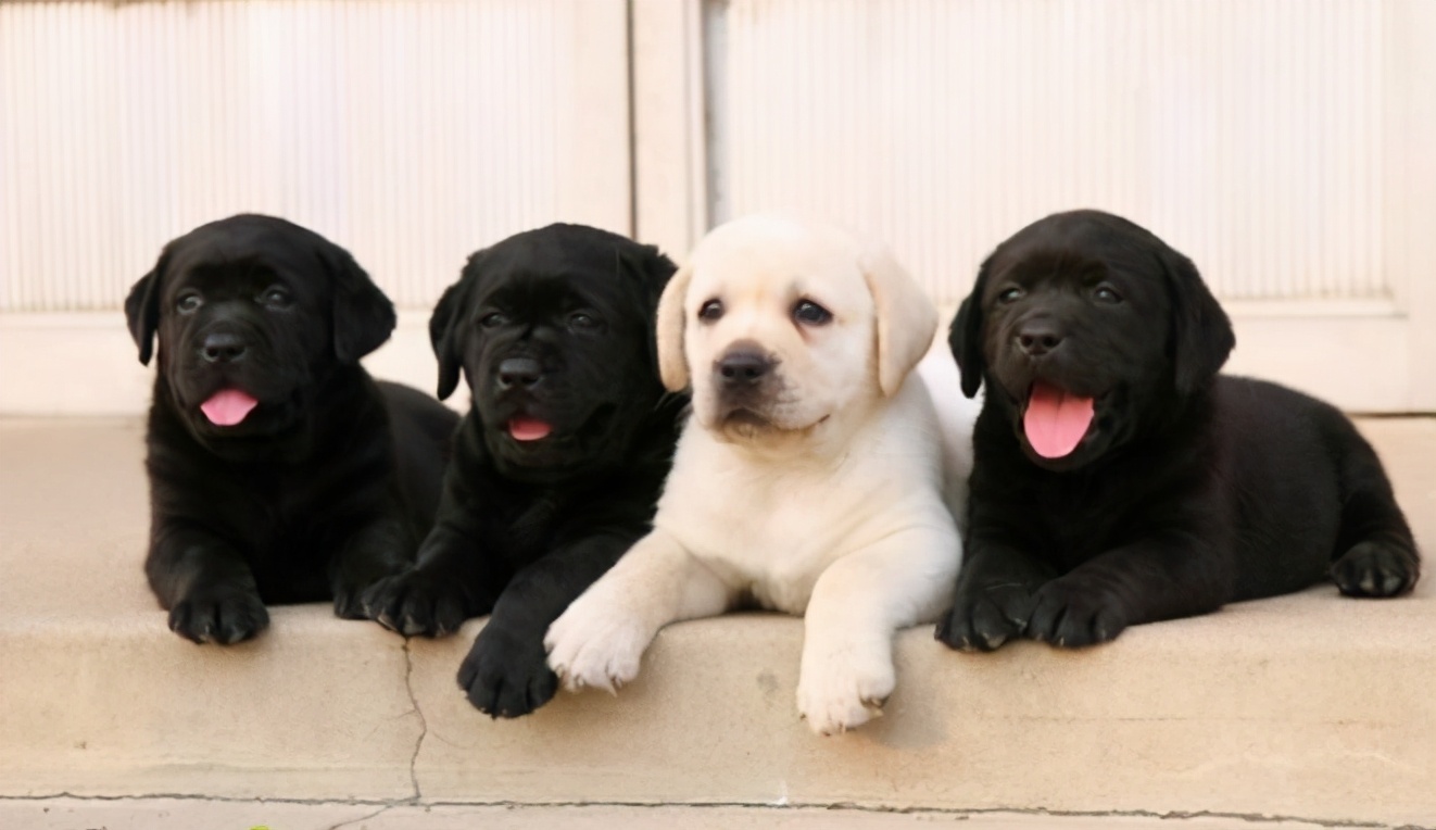 养狗“首选”这6种狗,五种好养又不贵的狗你养了吗