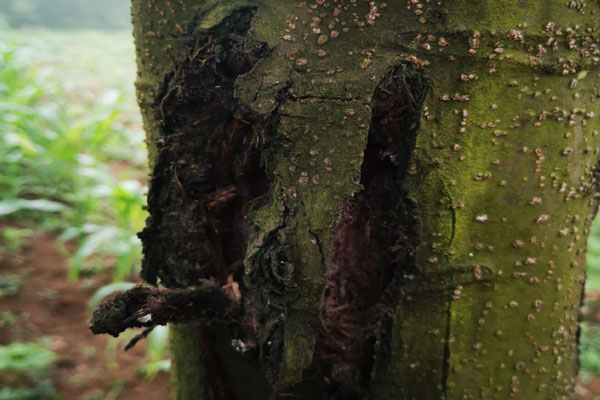核桃树身上流黑水是啥病,核桃树树身腐烂流黑水用什么药