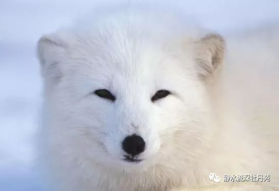 为救老公，玩激情视频赚钱，结果……