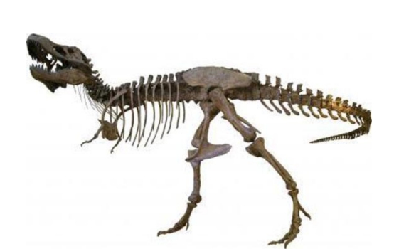 科学家对恐龙的发现,科学家如何知道恐龙是几亿年前