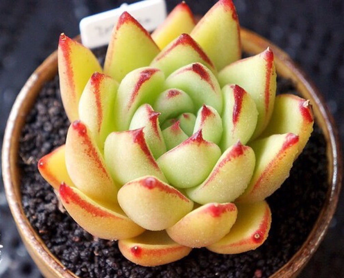 多肉枯萎了怎么恢复,多肉枯萎了怎么让它重新恢复