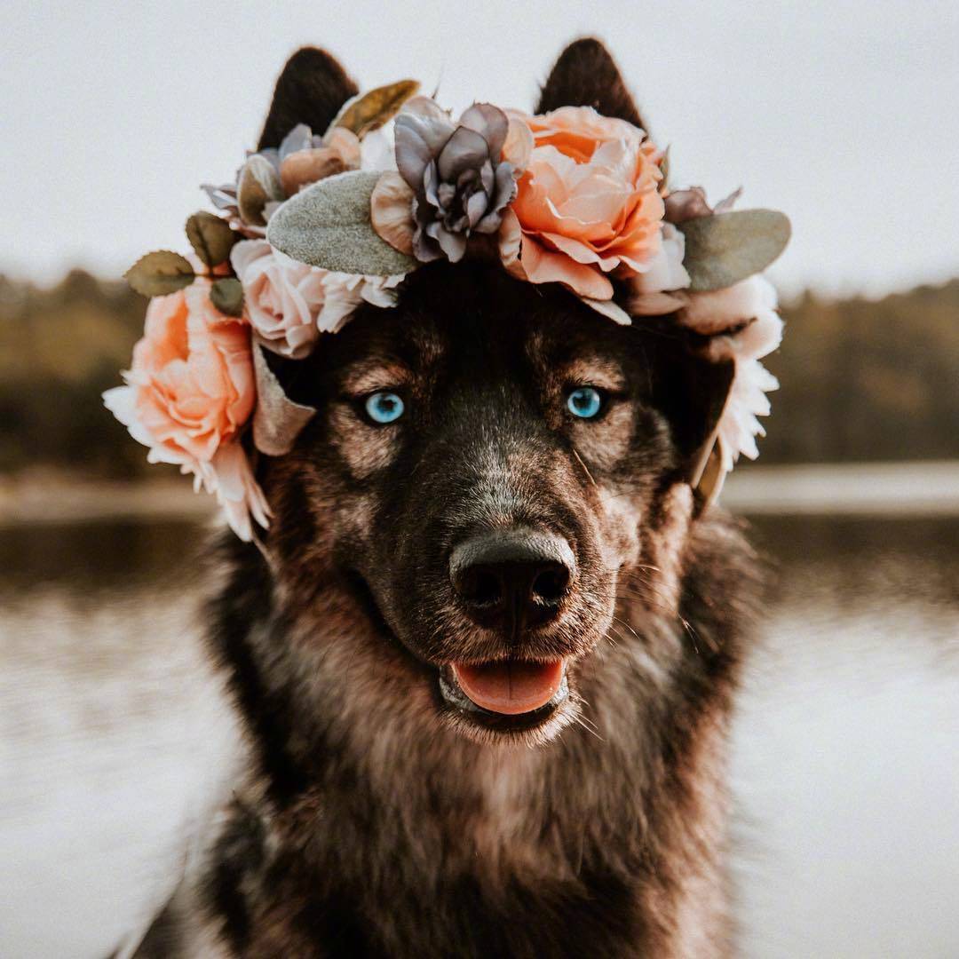 哈士奇狗狗的头绘画,金毛狗狗绘画图片