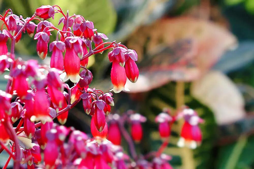 宫灯长寿花重瓣,小宫灯长寿花精品