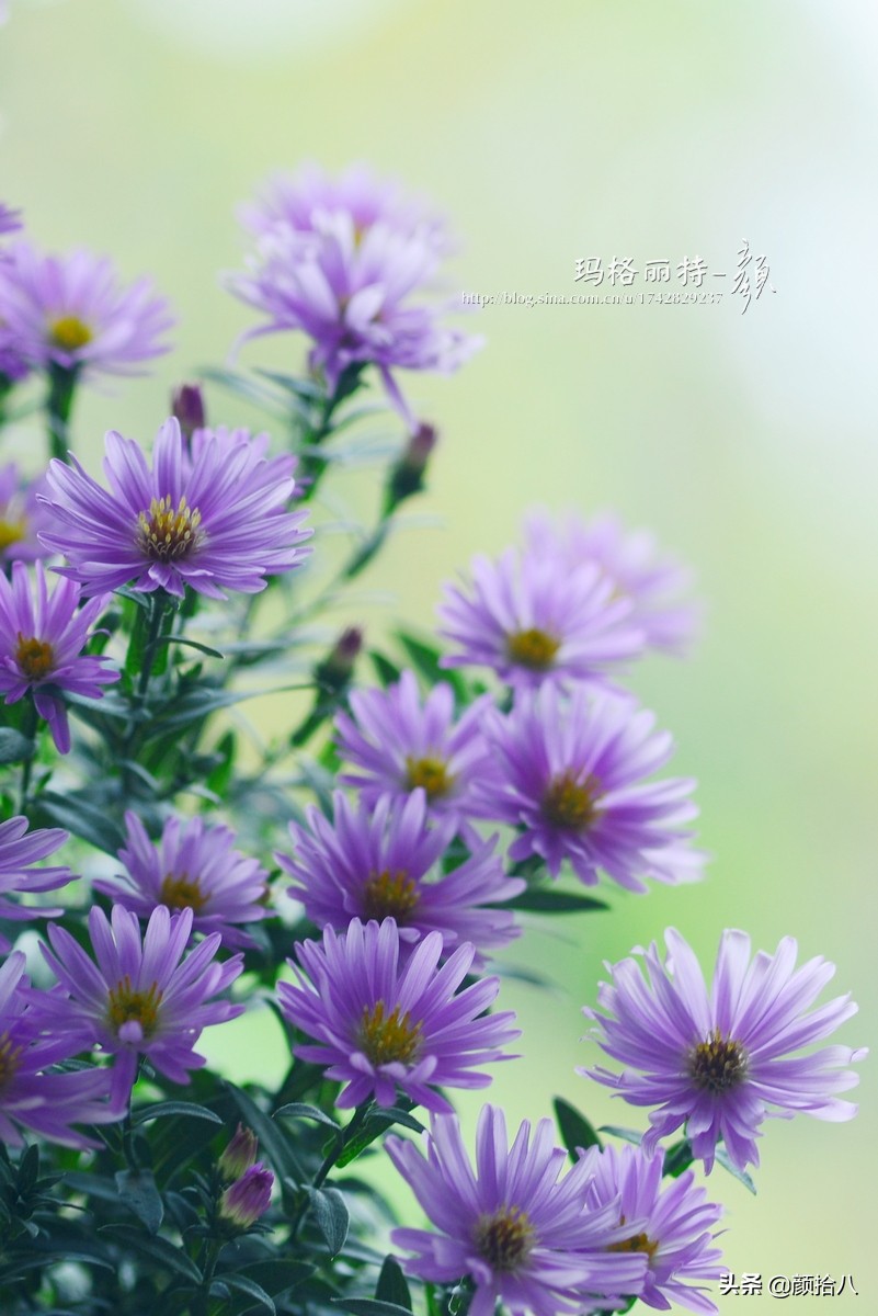 扶不起的绿植,扶不起的绿植视频