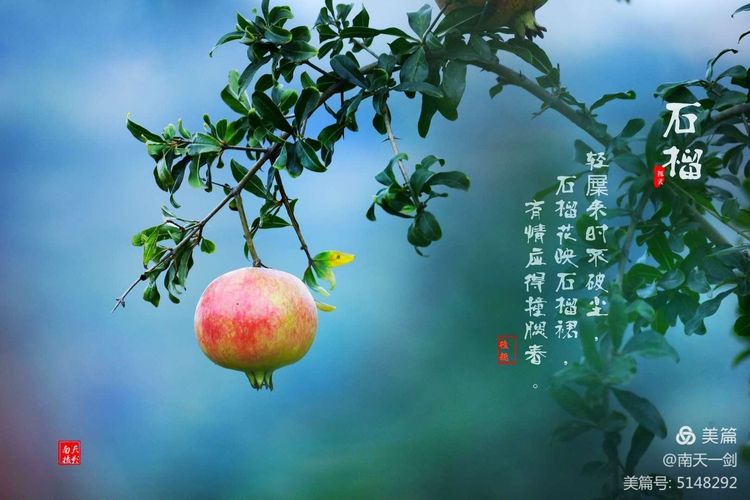 石榴一般几月份熟,石榴怎么判断熟了