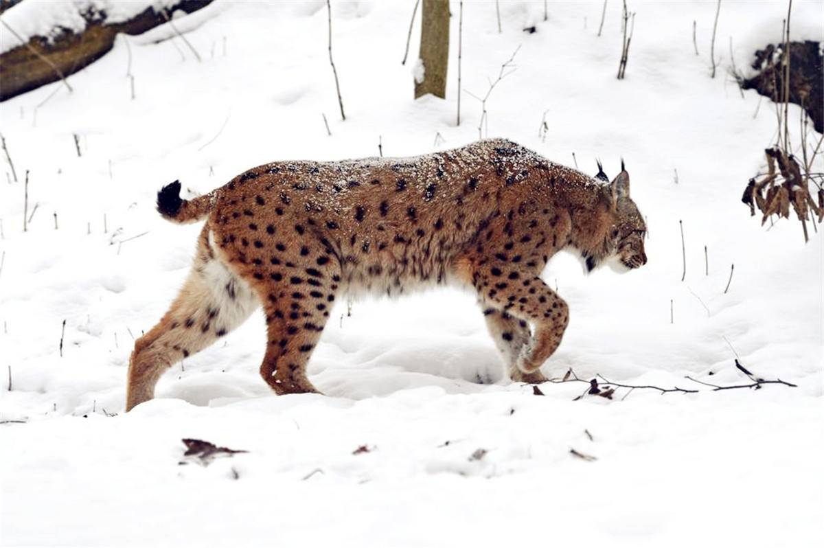 屠狼机器猞猁有多凶猛,猞猁屠狼小能手