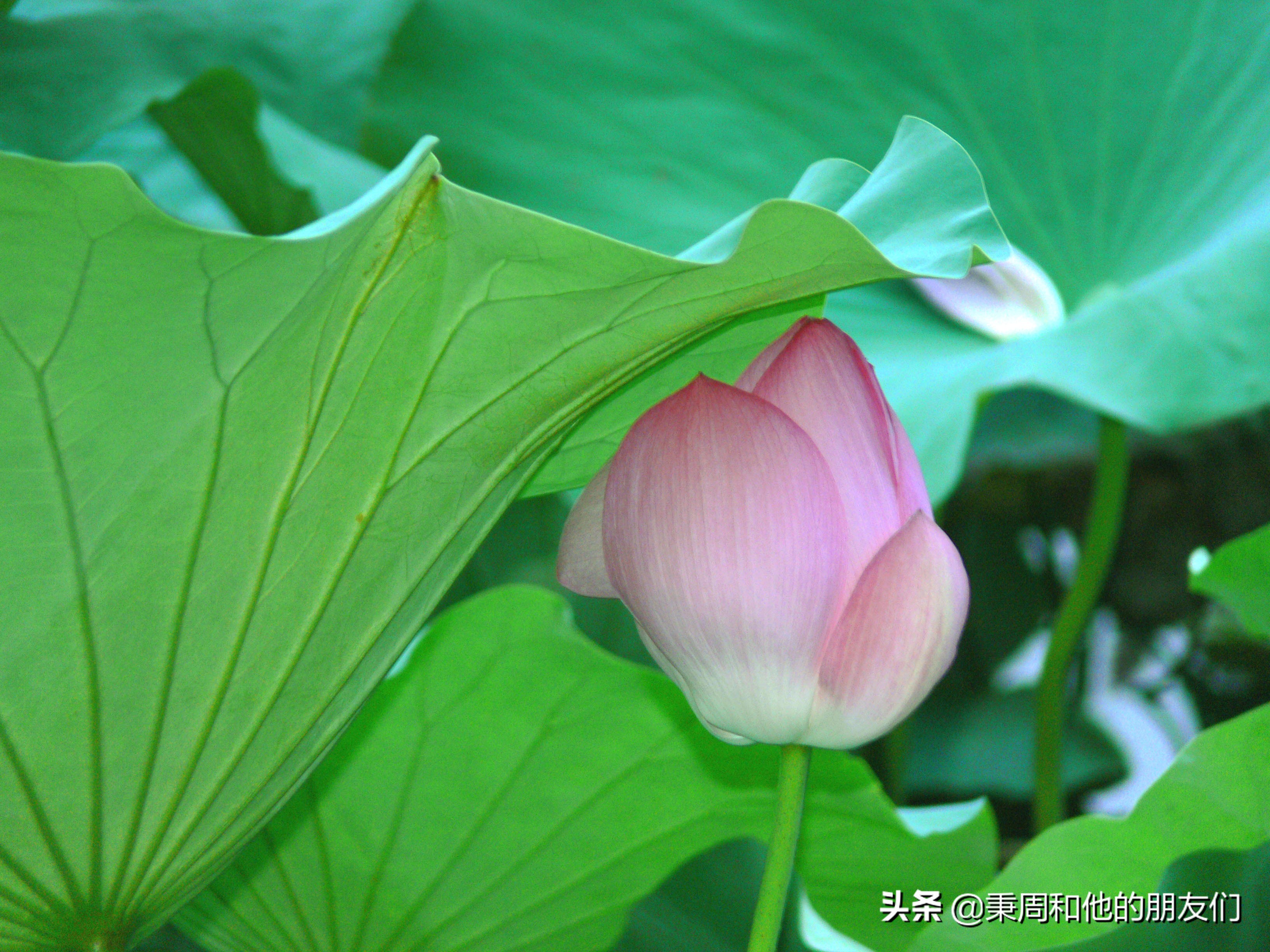 秉周和他的朋友们:八月花令同题诗歌