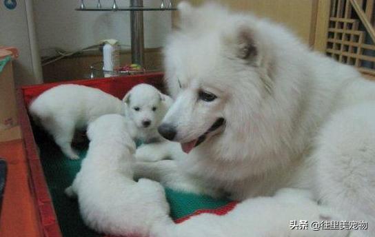 萨摩耶看着长但是矮,萨摩耶漂亮吗