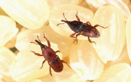 大米生虫子飞蛾处理小诀窍,怎么样预防大米生虫