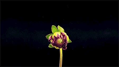 送你百花开放的瞬间动图！简直美呆了！