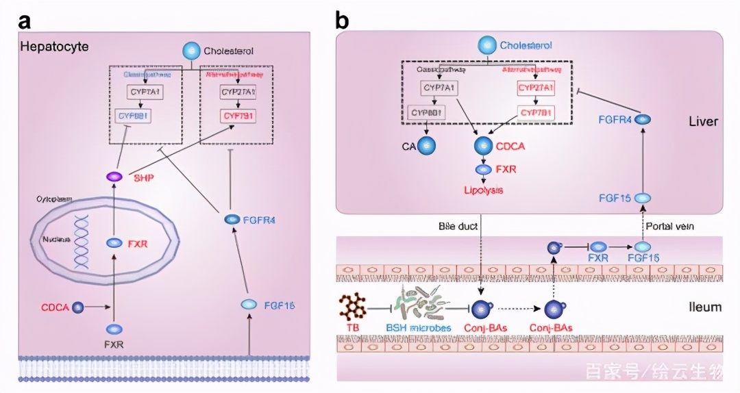 预防三高的中药粉,预防胆固醇和甘油三酯过高药物