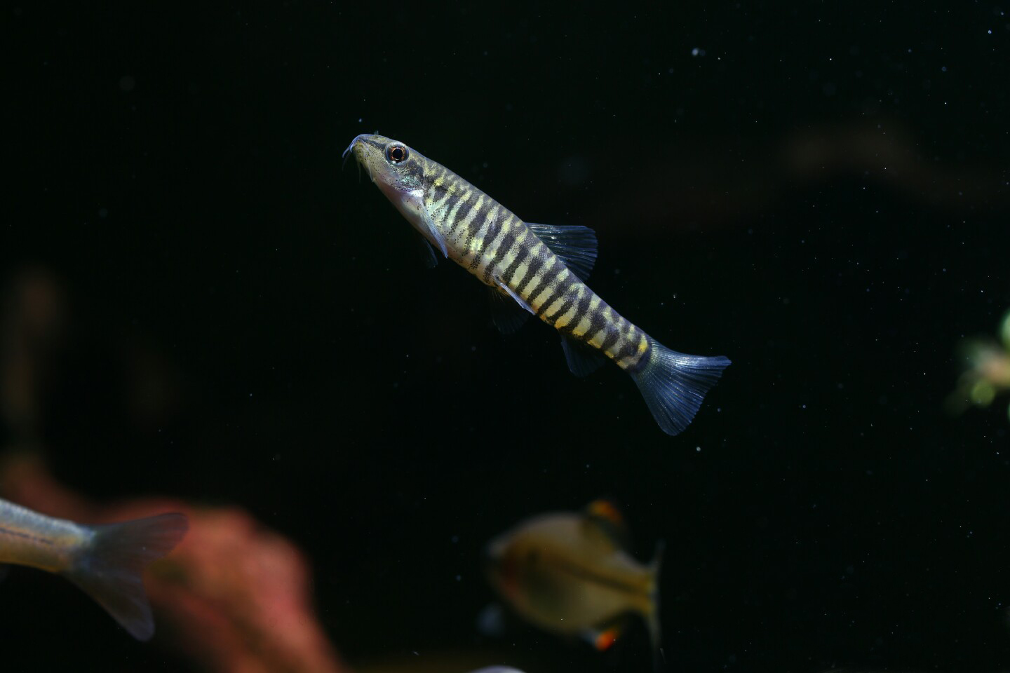 中国原生观赏鱼大全,不错的观赏鱼有哪些种类