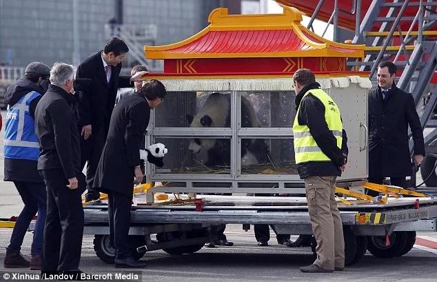 终于拍到熊猫,终于拍到了可爱的大熊猫