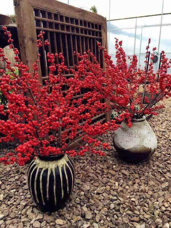 北美冬青的养护方法,北美冬青为什么来年不结果