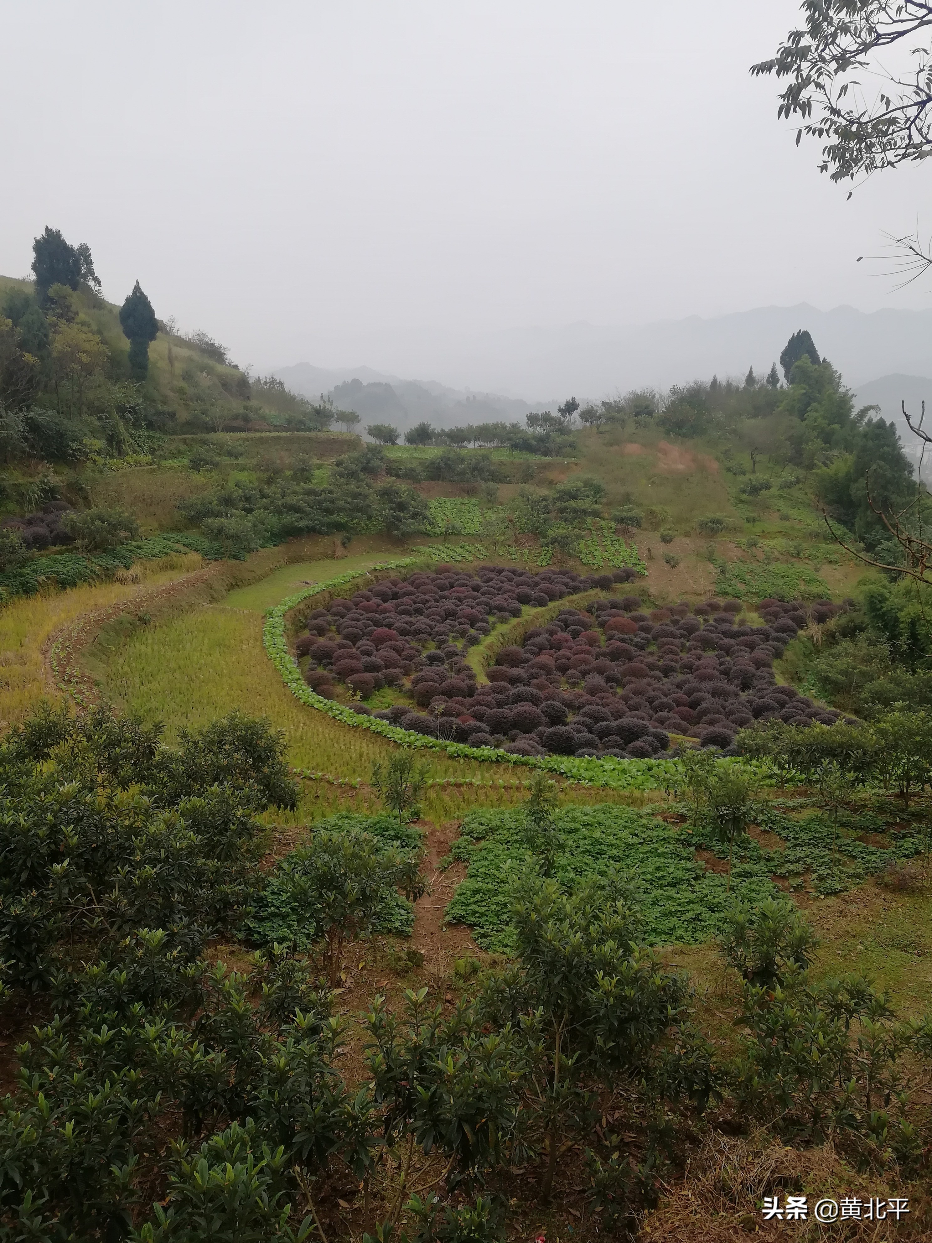 唐家大院唐家是怎么没落的,重庆唐家院子来历