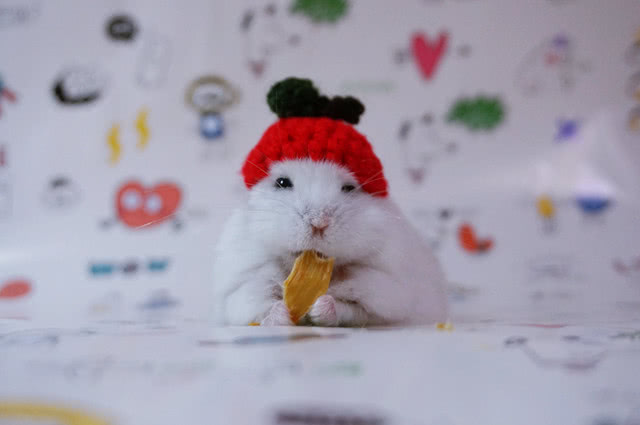 怎么教仓鼠在浴沙洗澡,怎么给仓鼠洗笼