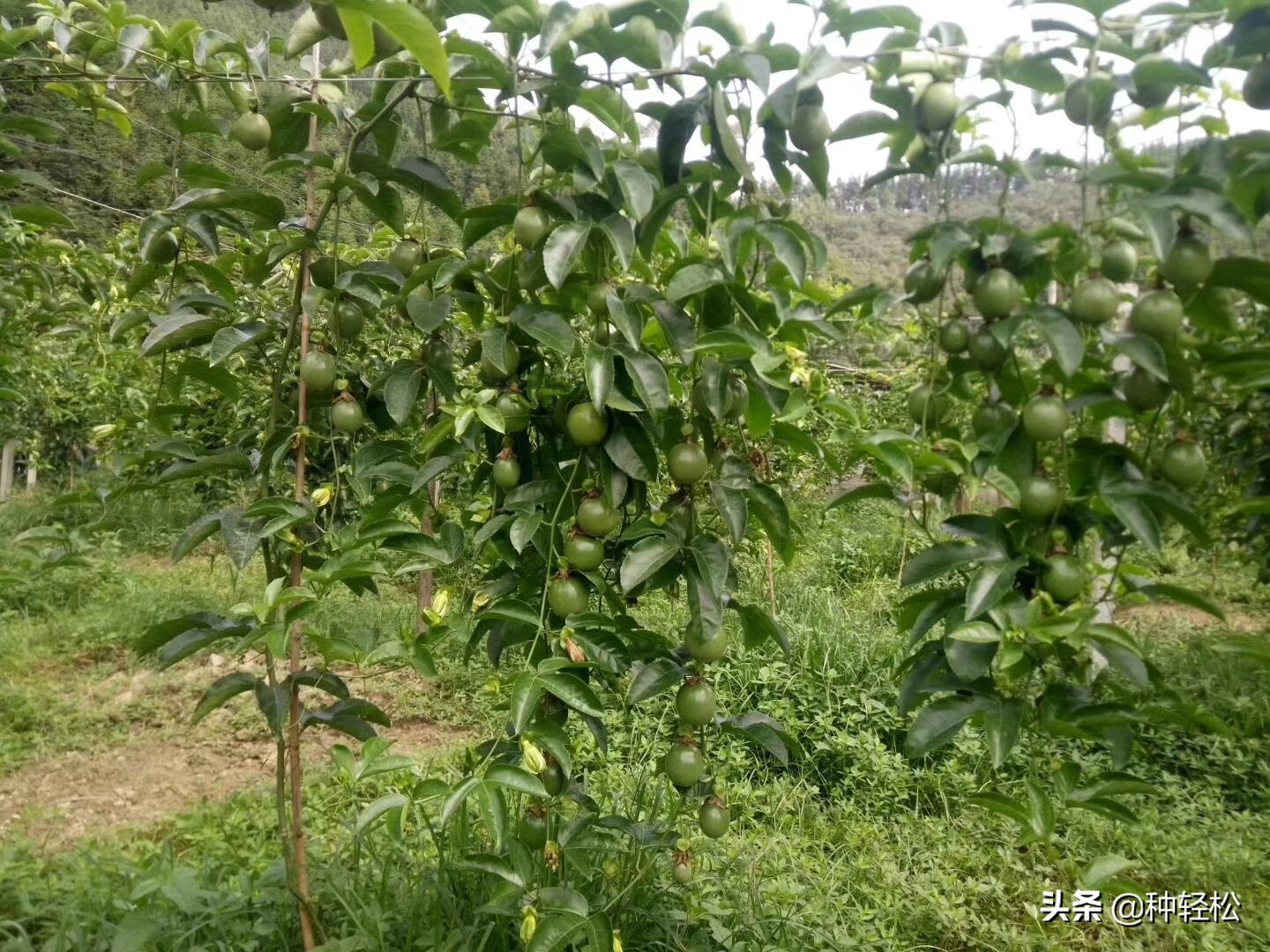 搞农业真的难吗,不打除草剂能除草的方法