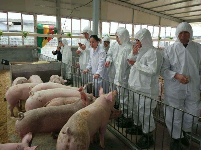 一只猪一岁的寿命是人类的多少岁,猪的寿命和人的寿命