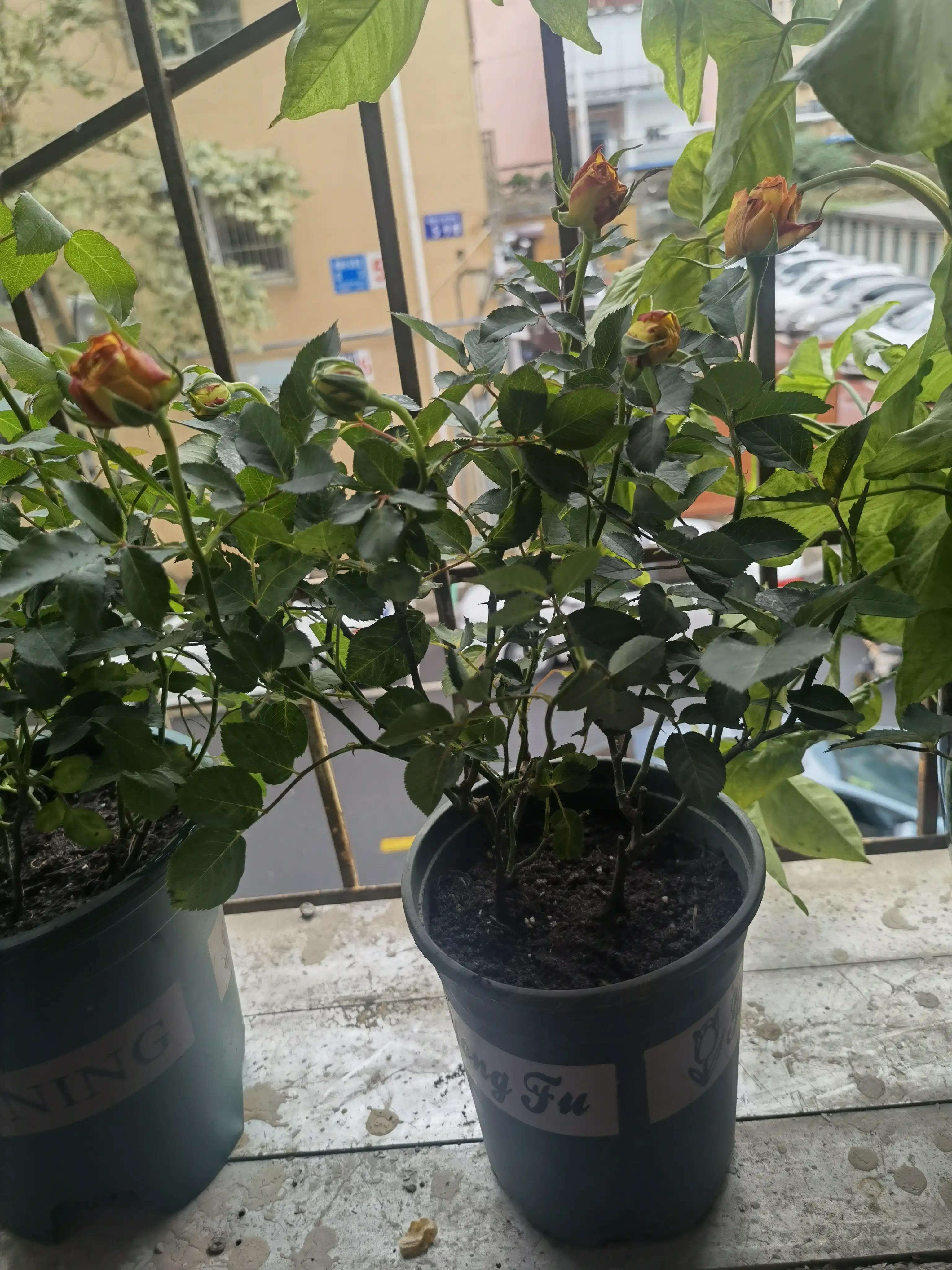 月季怎么买靠谱,月季开箱