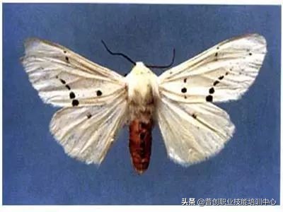 种菜防治病虫害最简单方法,种菜病虫害图片大全