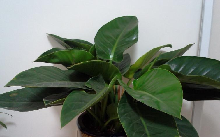 哪种兰不是真正的兰科植物,兰科兰属植物有哪些