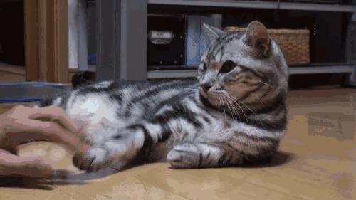 猫咪散播的谣言,一直有人在背后造谣我该怎么办