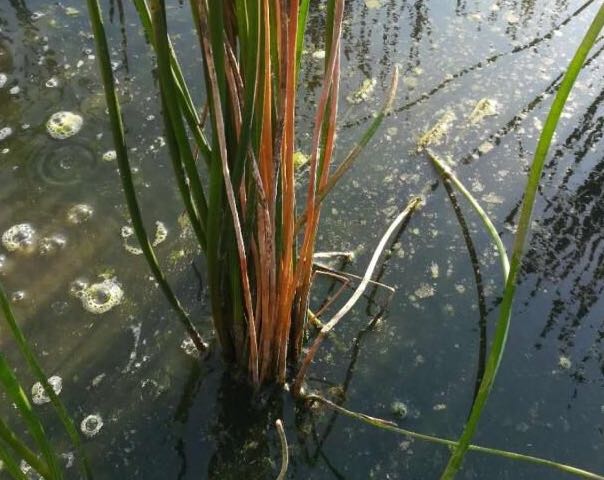 马蹄病害防治图,防治马蹄秆枯病特效药