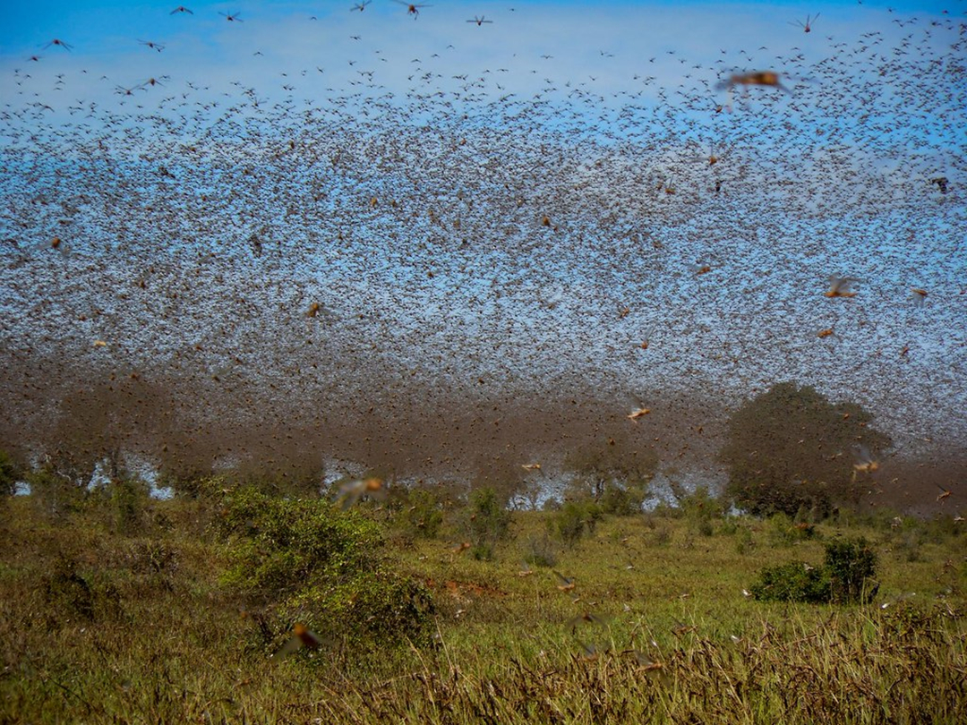 蝗灾有没有复活,为什么蝗灾消失