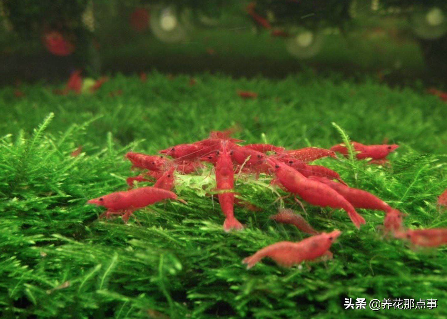 鱼缸里丢田螺,鱼缸里蚬子就剩壳了