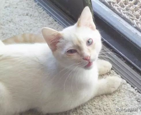 猫咪眼屎变多、咳嗽流鼻涕？别忽视了“嫌犯”支原体