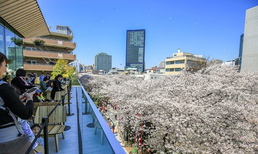 东京｜堪比艺术馆的星巴克臻选®烘培工坊樱花海中品满分咖啡