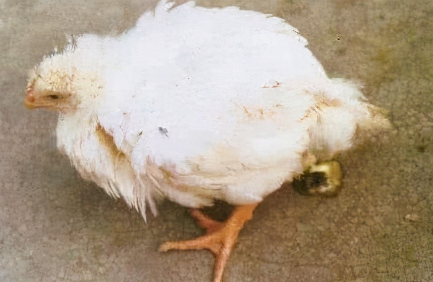 养鸡的几个小技巧经验老兽医总结,养鸡常见的病都有哪些