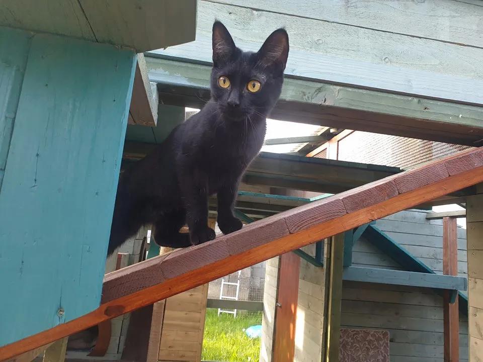 拥有“私家园林”，游遍世界各地，这些猫咪的生活太让人羡慕了吧