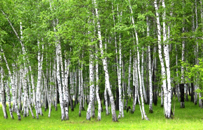 额尔古纳室韦娜吉之家民宿,额尔古纳寻梦临江民宿住宿团购