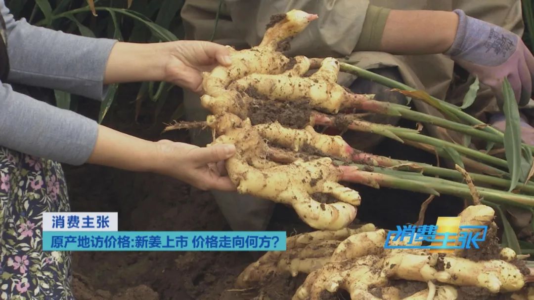 大量精品生姜出售,今日鲜姜收购价格