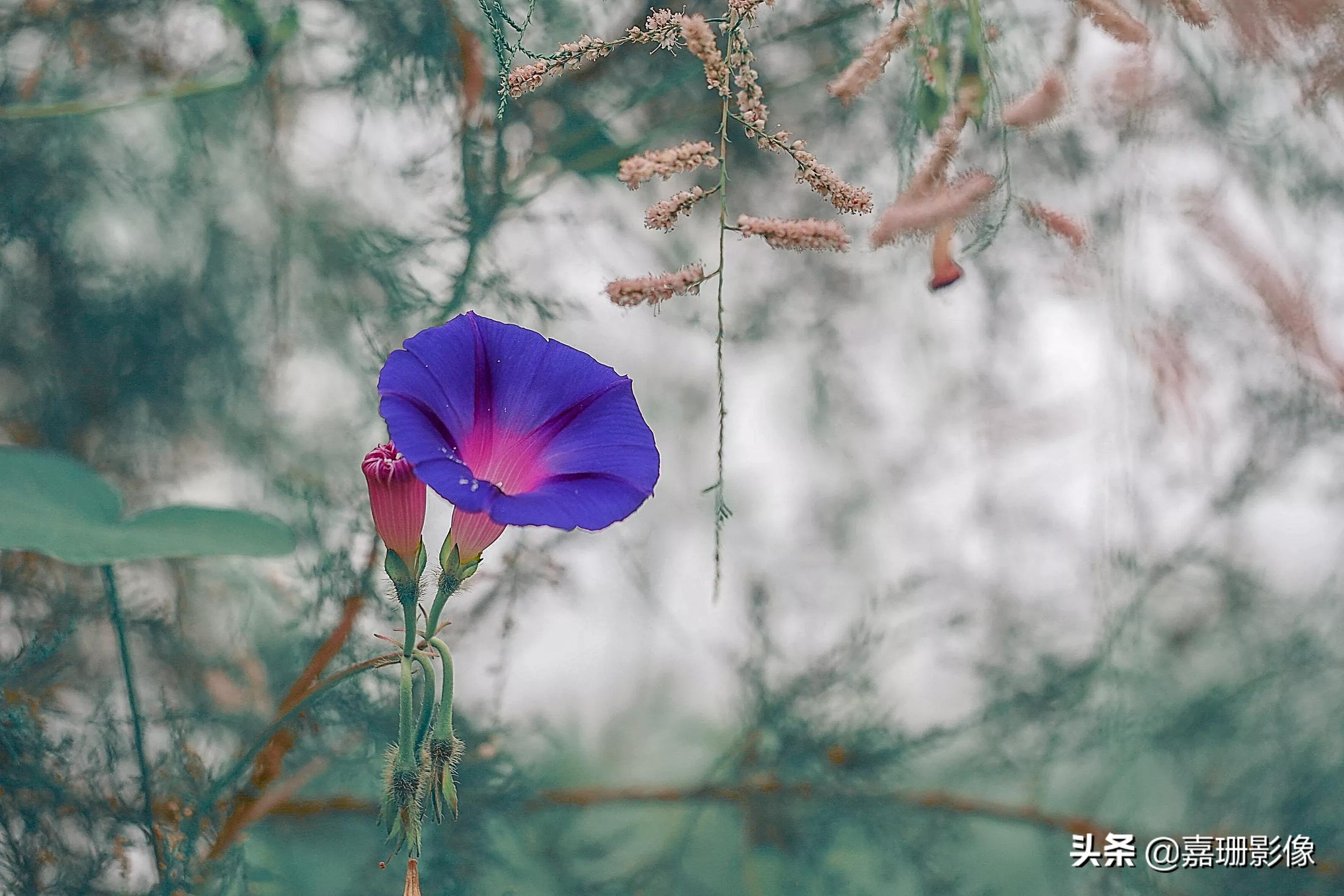 看看花容,听听花语2020年我镜头里的百种花卉