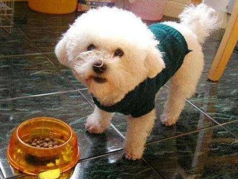 面对不听话的比熊犬该怎么办呢,比熊犬不爱吃食是怎么回事