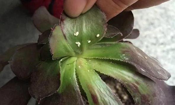 蚧壳虫最喜欢吃什么多肉,蚧壳虫不吃多肉的天敌