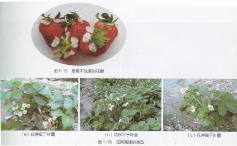 高产的高架草莓无土栽培技术,有机草莓的大棚种植与管理技术