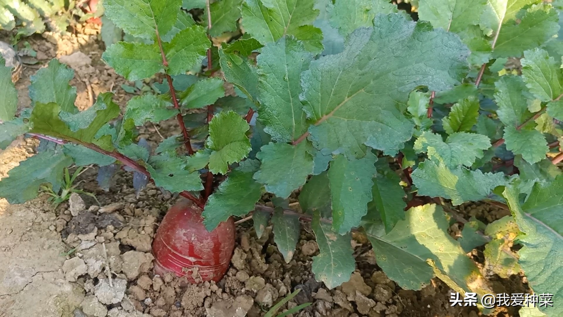 又香又甜的萝卜种植方法,脆萝卜的做法甜酸脆不辣