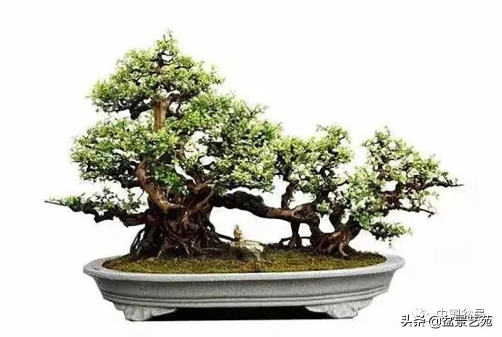 桩景类树种都有哪些,100种常见景观树种