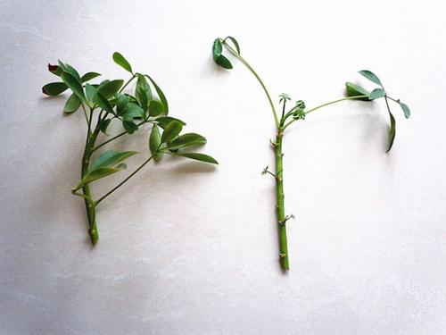 鸭脚木枝叶扦插不发芽,鸭脚木不黄叶的妙招