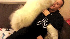 狗狗总对我呲牙哼哼,狗狗总是对着你叫